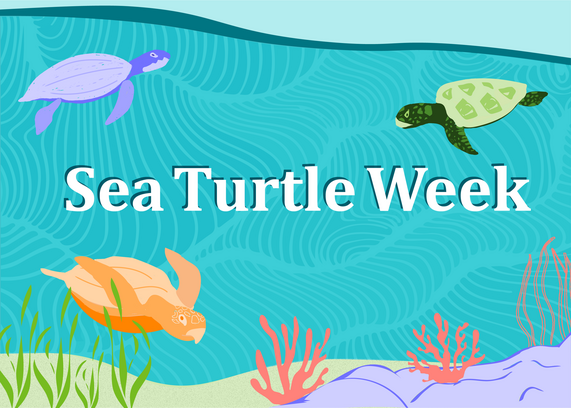 Sea Turtle Week banner feature