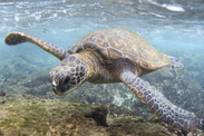 green sea turtle Hawaii NOAA Fisheries/Ali Bayless