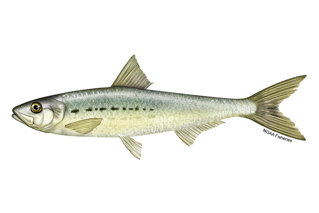 Illustration of Pacific sardine