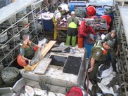 State and Federal enforcement personnel inspecting halibut during the 2023 season. Credit: NOAA