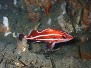 Juvenile Yelloweye Rockfish. Credit: Dave Whitmer
