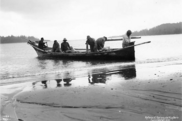 The Makah Tribe long hunted whales in hand-carved canoes, such as this one landing at Neah Bay on the Olympic Peninsula about 1900.