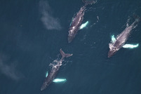 aerial view of three right whales