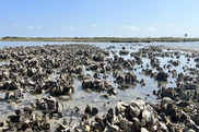Clusters of oysters in a marsh.