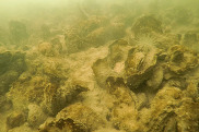 An underwater view of a healthy oyster reef and associated benthic community.