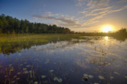 Wetlands in front of a sunrise.