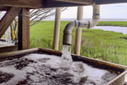 water flows through a pvc pipe and into an outdoor open tank filled with seed clams