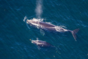 North Atlantic right whale named Fenway with her calf
