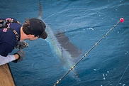 fisherman looks at sailfish in the water