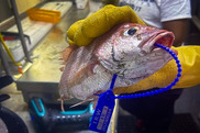 scientist holds a red snapper with a blue barcoded tag through its mouth and gills