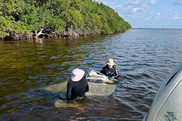 two scientists wading in the water with scientific equipment near a mangrove-lined coast