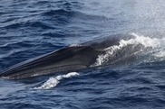 dark gray ridged head of a Rice's whale breaks the ocean's surface