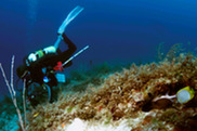 scuba diver with scientific tools swims along a coral reef