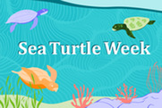 Cartoon with sea turtles and text "Sea Turtle Week"