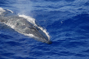 bryde's whale at surface of blue water