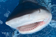 a bull shark's head coming out of the water. Credit: Grayson Shepard