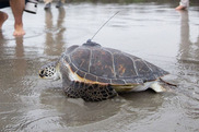 tagged sea turtle on beach