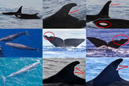 collage of images of marine mammal fins