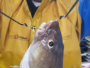 atlantic-cod-caught-on-two-hook