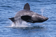 leaping-basking-shark