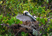 A brown pelican sits in a nest surrounded by sea grapes.