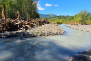 Engineered log jam along the river bank. Credit: Nooksack Tribe Natural Resources Department/Lummi Natural Resources.