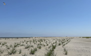 Small grass clusters on a sandy beach in front of a wooden fence and the ocean.