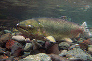 Female Chinook Salmon underwater over rocks guarding her nest. Credit: John McMillian.