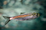 Alewife, a small silvery fish, swimming. Credit: Adobe Stock.