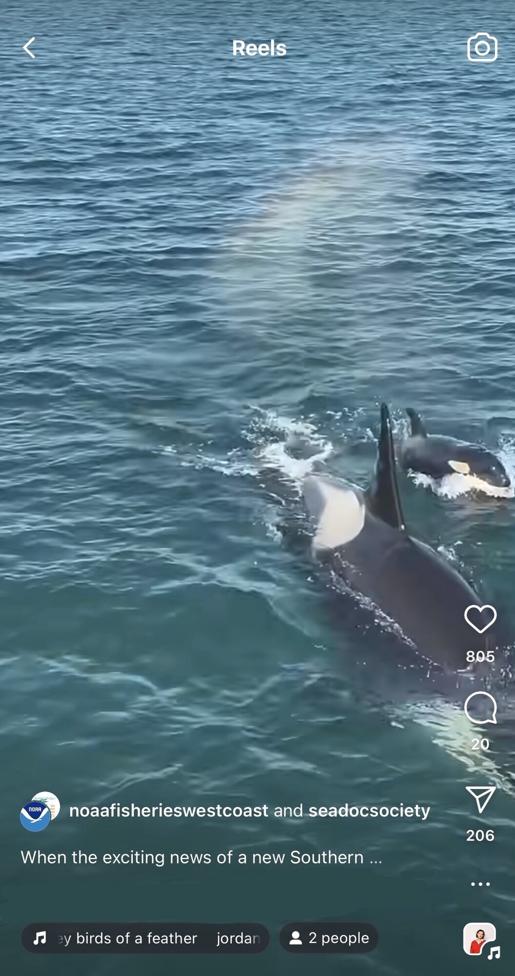 Screenshot of two Southern resident killer whales