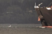 A large ships in Puget Sound in front of a  Southern Resident killer whale. Credit: Kersti E. Muul