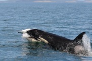 Southern Resident killer whale preys on salmon in the Salish Sea near Seattle. Credit: Candice Emmons/NOAA Fisheries