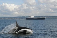 A orca travels quickly near a large cargo ship transiting through the Salish Sea. Image taken under NOAA permit. Credit: Candice Emmons