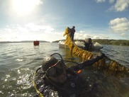 Javier Infante, in scuba gear, holds up a seaweed line in the Ocean Rainforest farm in southern California. Courtesy of Javier Infante