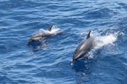 750x500-SEFSC-VSAD-Pantropical-spotted-dolphins