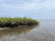 A part of the shoreline of Hog Island that is eroding.