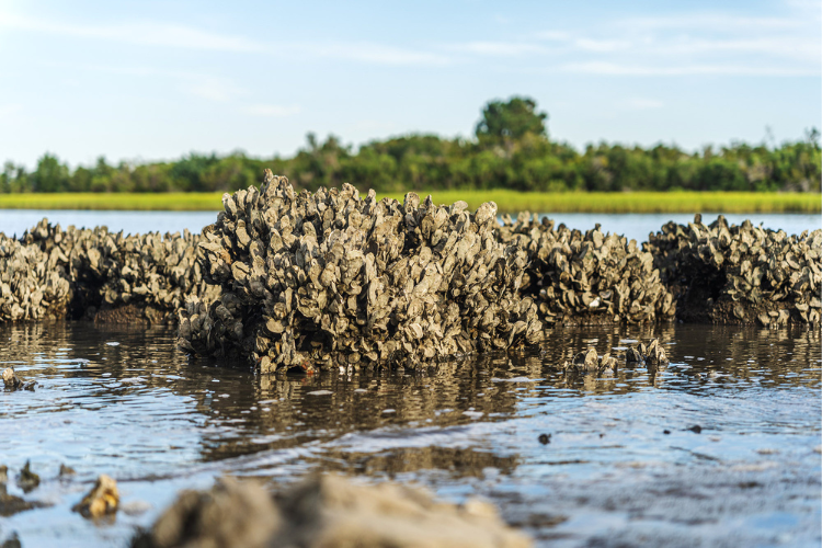 Close up image of an oyster reef above the surface of the water