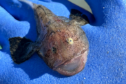 A small monkfish held in the palm of a gloved hand