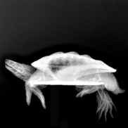 750x500-turtle-xray