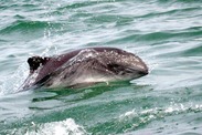 Harbor porpoise in Alaska