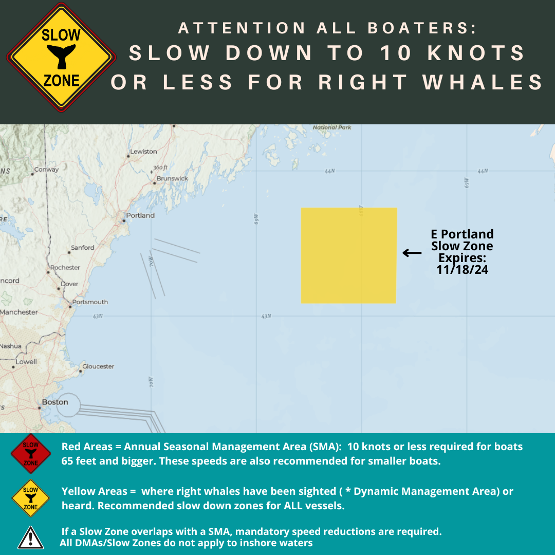 Map of Slow Zones in the Gulf of Maine Through 11/18/24