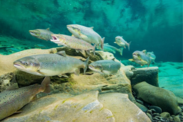 School of Atlantic salmon swimming over rocky bottom