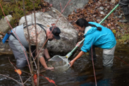 Two people from the Penobscot Nation's Department of Natural Resources release Atlantic salmon into a stream