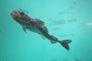 Close up of Arctic Cod in a tank.