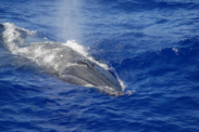 A Bryde's whale breaching the water with its head