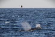 A drone hovers over a Rice's whale in open water 