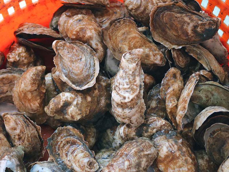 Oysters in a basket. 