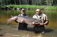 Two men cradle a large lake sturgeon in the Black River. Credit: Grand Traverse Band Restoration Section.