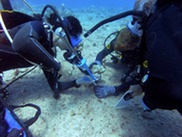 Kuleana COAST students outplanting corals underwater. Credit: Kuleana Coral Restoration.