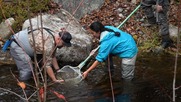 A man and woman release Atlantic salmon with a net into Mattamiscontis Stream. Photo Credit: Josh Woodbury, Sunlight Media Collective.